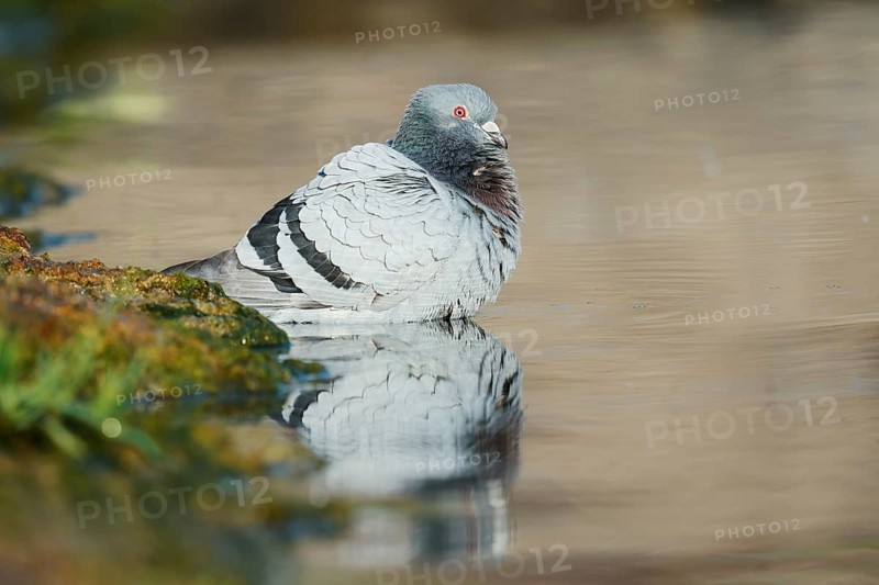 A rock pigeon (Columba livia forma domestica) bathing in a pond, North Rhine-Westphalia, Germany