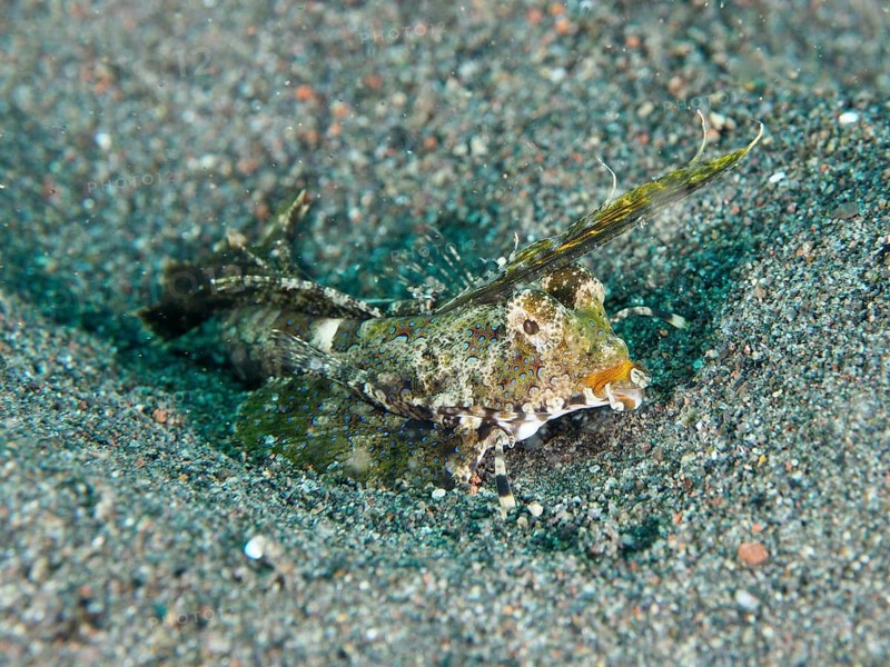 Finger-spotted lyrefish, giant lyrefish (Dactylopus dactylopus) lies motionless on the sandy seabed, Puri Jati dive site, Umeanyar, Bali, Indonesia