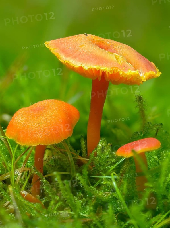 Hygrocybe miniata, hygrocybe strangulata, mennired felt sapling, mennired sapling, sapling, fungi, fungus, high size, portrait format, mushrooms, Vermilion Waxcap