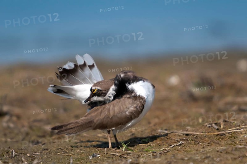 Charadrius dubius, plover, little ringed plover, birds, charadriiformes, plumage care, limikolen, plower, preening, plover, birds, waders, waders