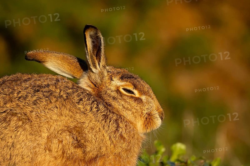 European brown hare (Lepus europaeus) adult animal resting in a grassland, England, United Kingdom