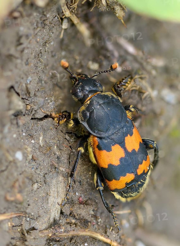 Common Burying Beetle, Common Gravedigger, Nicrophorus Vespillo, Beetle, Coleoptera, High Size, Portrait, Insects, Beetles