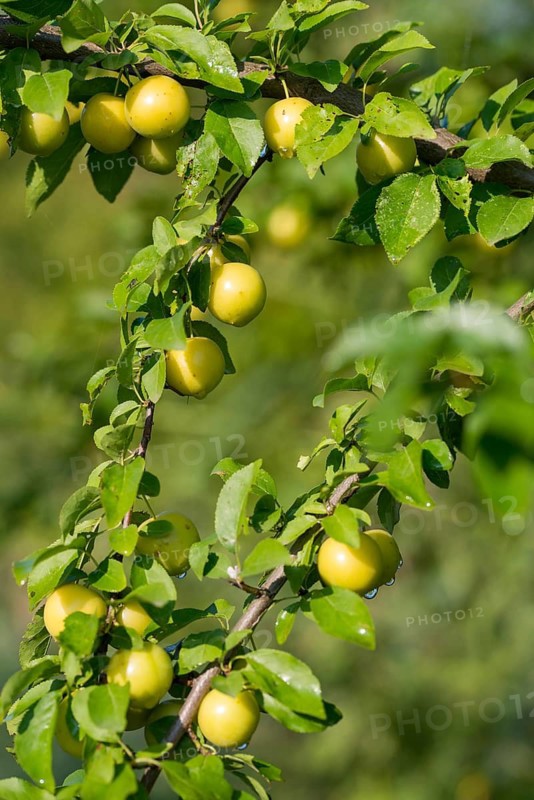 Cherry plum, Prunus cerasifera, rosaceae, rose family, flora, high size, vertical format, plants, plants