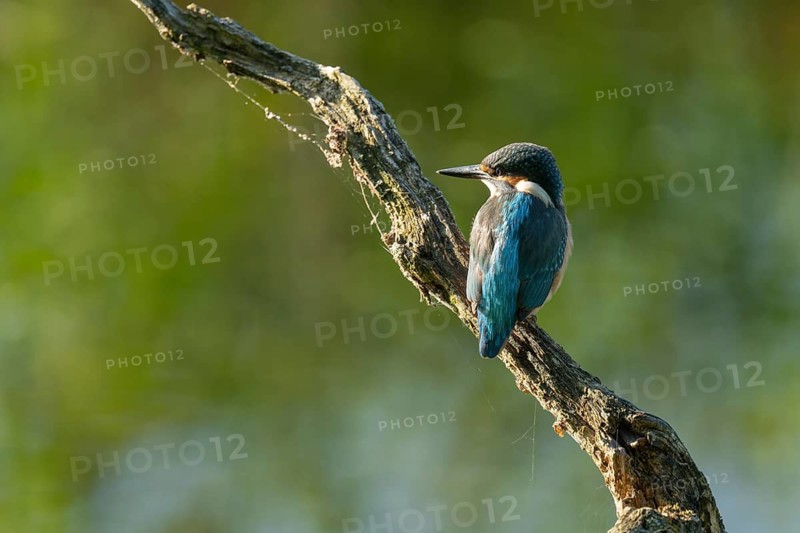 Kingfisher (Alcedo atthis) sitting on an old branch, perch and looking for prey, Lower Saxony, Germany