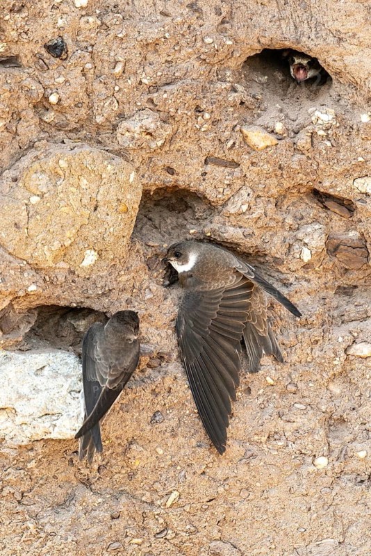 Bank Swallow, Brandenburg, Germany, Nabu, Nabu project, national natural heritage, natural paradise Grünhaus, Riparia Riparia, Sand Martin, Swallow, shore swallow, post-mining landscape, birds, green house, high size, portrait format, passeri, swallows, songbirds, birds