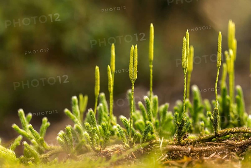 Bearlops, Vascular Plants, Clubbearlop, Lycopodiaceae, Lycopodium Clavatum, Tracheophyta, Wolfclaw, Bearlop, Flora, Ground Pine, Plants, Running Clubmoss, Stag's-Horn Clubmoss, Stag's-Horn Clubmoss