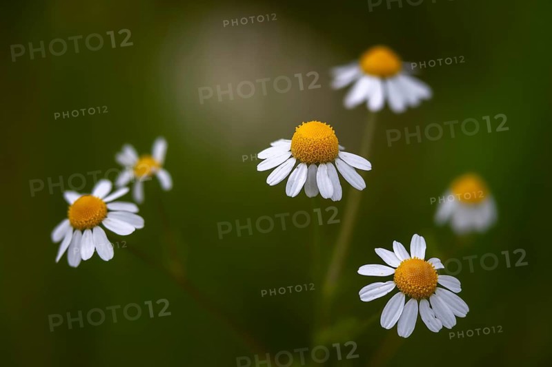 Chamomile, chamomilla recutita, German chamomile, field chamomile, German chamomile, chamomile, sorrow flower, matricaria chamomilla, matricaria recuti-ta, mother chrut, scented mayweed, flora, plants, plants