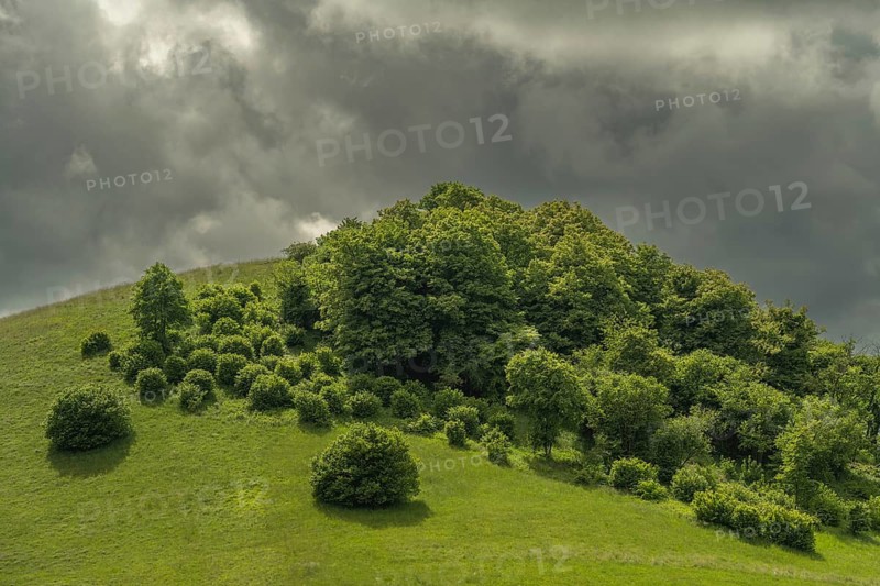 Green Hills shows a group of trees on a hill. The sky is cloudy and shadows form on the ground. This is a nature scene in May. Schelingen, Vogtsburg im Kaiserstuhl, Baden-Württemberg, Germany