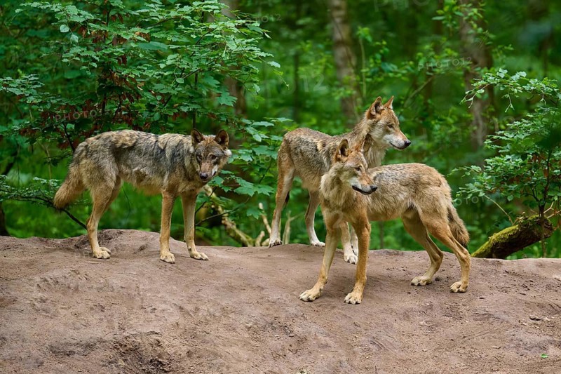 Three wolves stand alertly on a hill in the forest, summer, wolf (Canis lupus), Germany