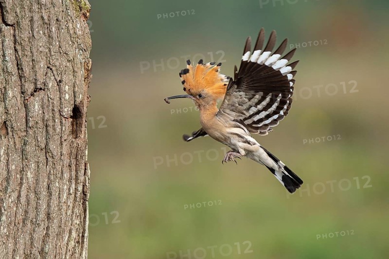 Hoopoe in flight (Upupa epops), Faßberg, Lower Saxony, Germany