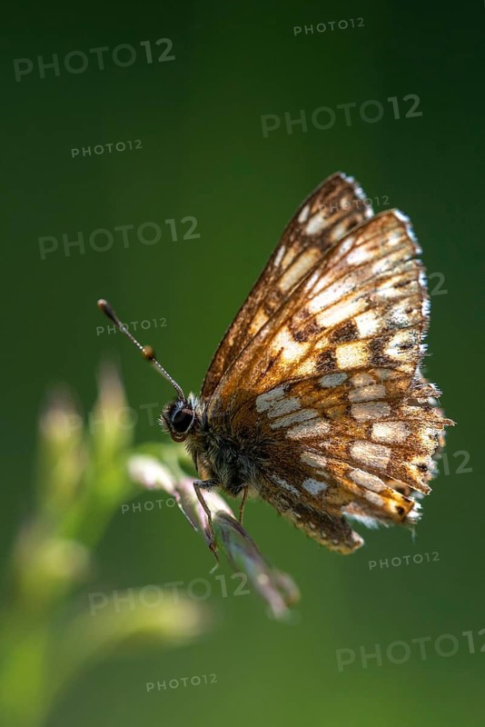 Brown cube butterfly, duke of burgundy fritillary, hamearis lucina, pearl bandage, cowslip cube, flown off, butterfly, high size, portrait format, insects, butterfly, butterflies, butterflies