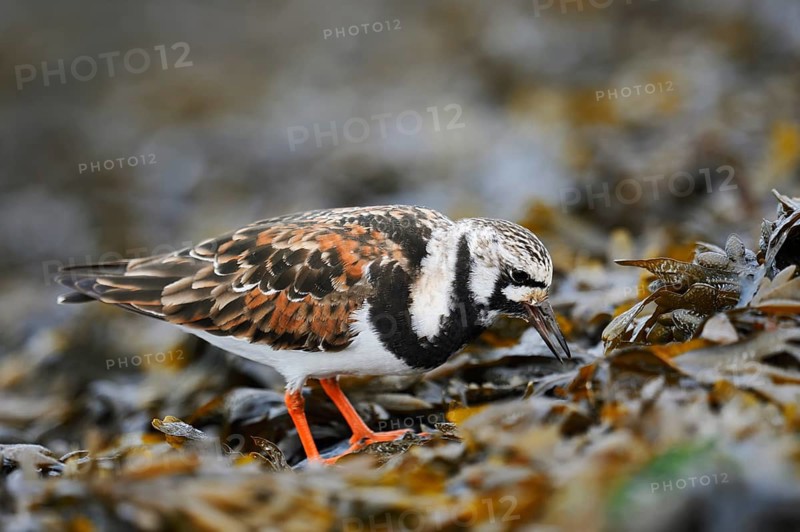 Turnstone (Arenaria interpres) foraging, North Holland, Netherlands