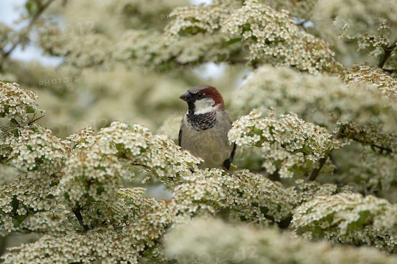 House sparrow (Passer domesticus) adult male bird on a garden Pyracantha tree with white blossom, Suffolk, England, United Kingdom