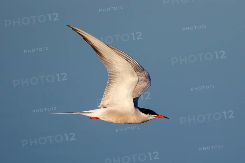 Common Tern (Sterna hirundo) flying, Greece
