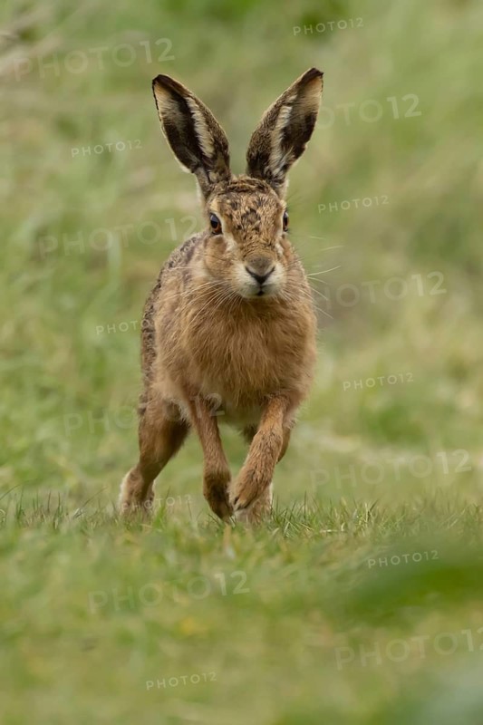European brown hare (Lepus europaeus) adult animal running in grassland, England, United Kingdom