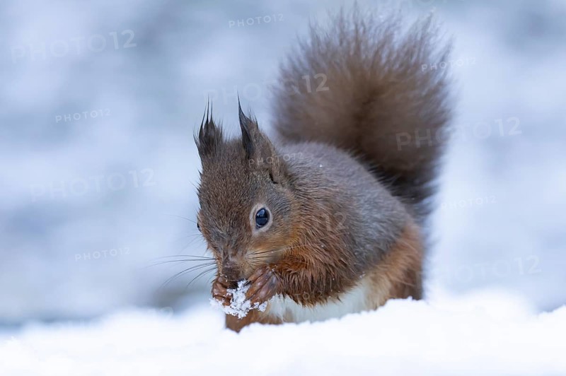 Red squirrel (Sciurus vulgaris) adult animal feeding on a nut in a snow covered woodland in winter, England, United Kingdom