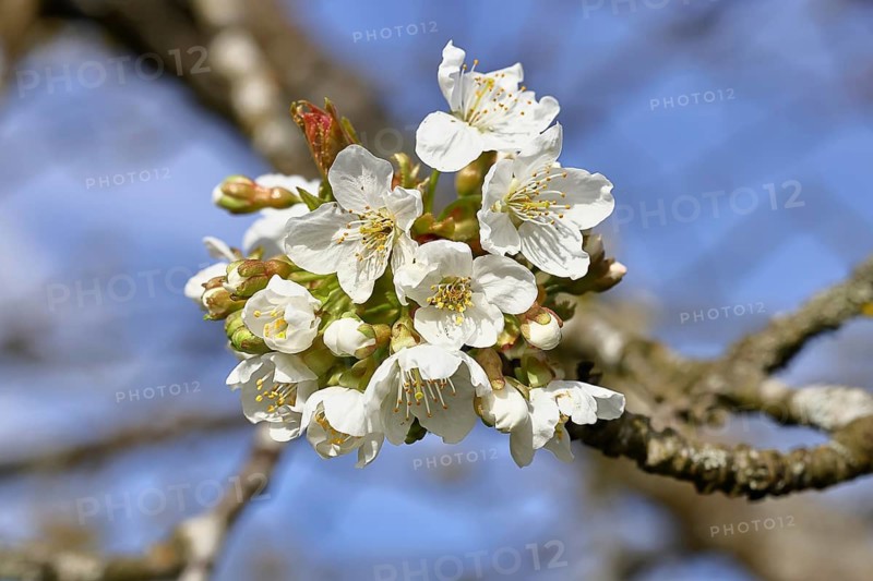 Flowering cherry (Prunus avium), cherry blossoms on a branch, spring, Wilnsdorf, North Rhine-Westphalia, Germany