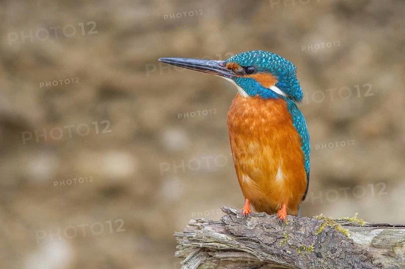 Kingfisher (Alcedo atthis) female, sitting room, Germany, Mecklenburg-Western Pomerania, Feldberger Lake District, Mecklenburg-Western Pomerania, Federal Republic of Germany
