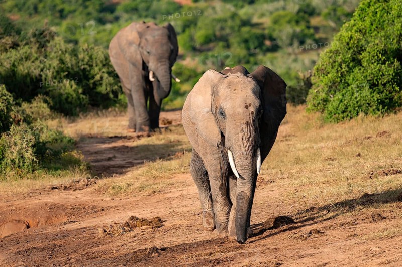 African elephant (Loxodonta africana), Addo Elephant National Park, Eastern Cape, South Africa