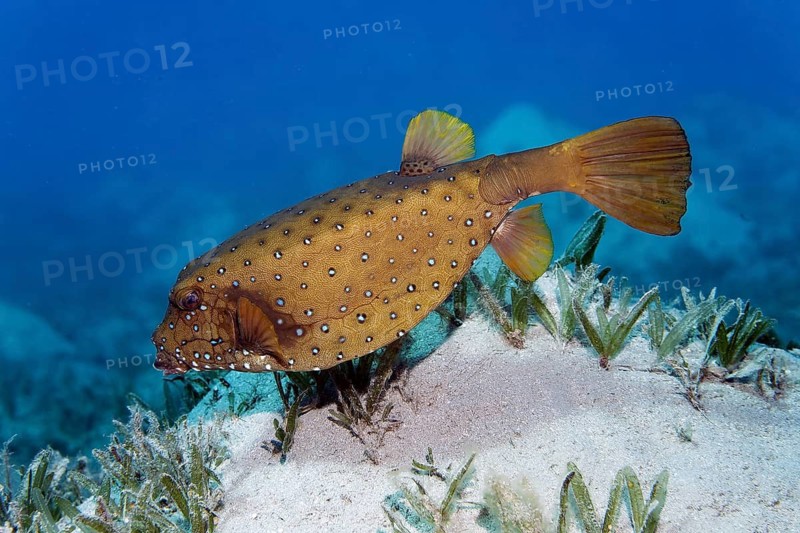 Yellow boxfish (Ostracion cubicus), swimming over seagrass meadow, Red Sea, Macadi Bay, Port Safaga, Egypt
