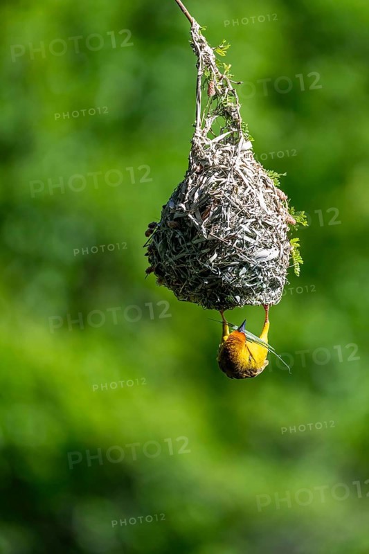 Cape Weaver Bird (Ploceus capensis) hanging upside down from its nest, Addo Elephant Park, South Africa