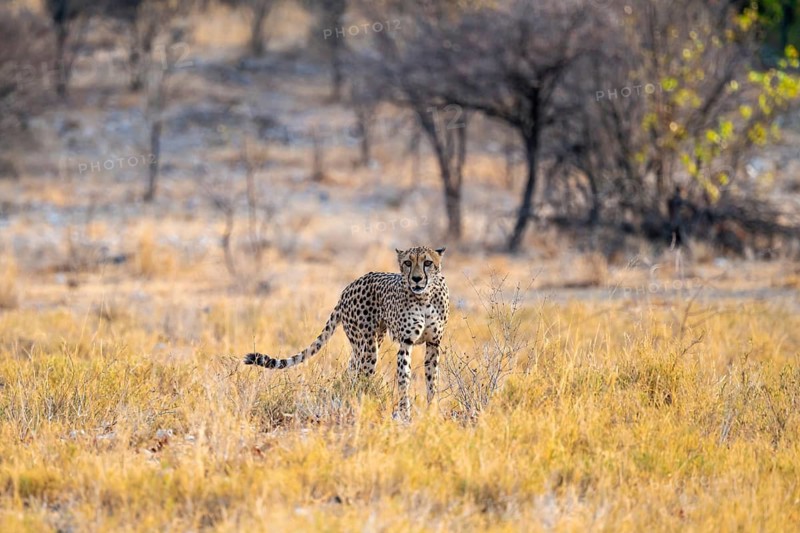 Cheetah (Acinonyx jubatus) running in dry savannah, Etosha National Park, Namibia