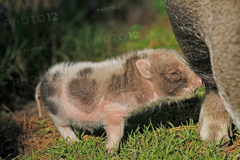 Pot-bellied pig (Sus scrofa domestica), Vietnamese pot-bellied pig, young pig, Haltern, North Rhine-Westphalia, Germany
