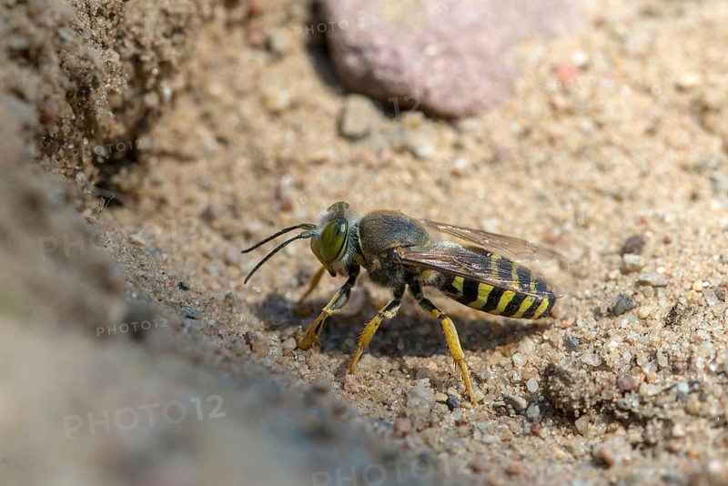 Bembix rostrata, common European sand wasp, crabroniade, hymenoptera, gyro wasp, digging wasps, insects, rostrates bembix wasp