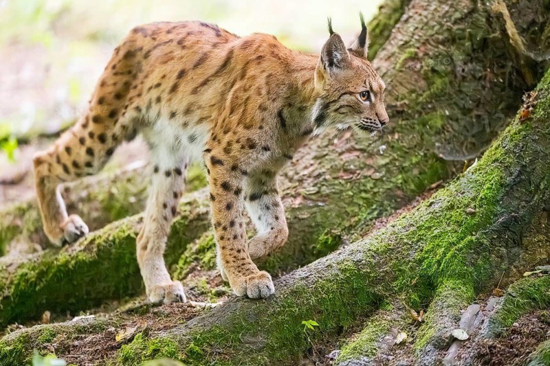 Eurasian lynx (Lynx lynx) walking in a forest, Bavaria, Germany