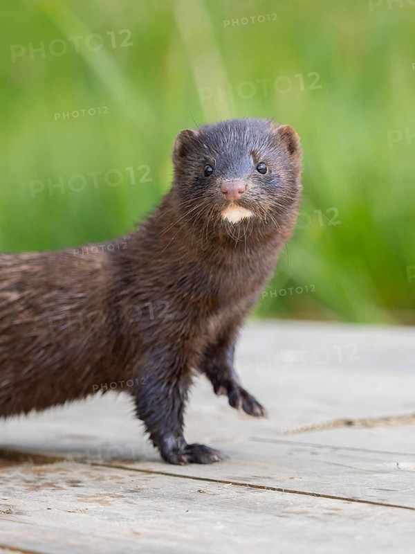 A mink looks interested