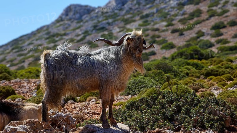 A gray goat stands on a rocky hill with green vegetation in the background, Rodopou Peninsula, Rodopou, West Crete, Greek Islands, Greece