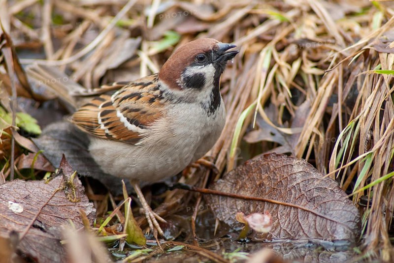 Tree Sparrow, Passer Montanus, Sparrow, Tree Sparrow, Bath, Bird Bath, Birds, Garden, Passeri, Songbirds, Sparrow, Sparrow, Sparrow, Sparrow, Watering Place