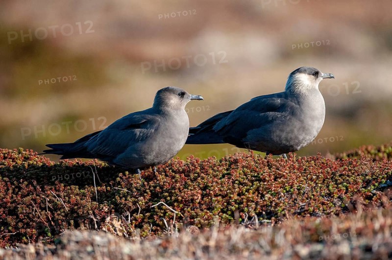 Arctic hunter, arctic skua, arctic tern, Norway, parasitic hunter, parasitic skua, parasite predatory gull, stercorarius parasiticus, varanger, birds, charadriiformes, limikolen, predatory gulls, stercorariidae, birds