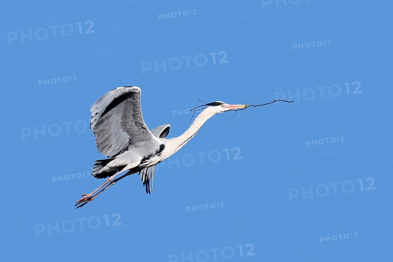 Grey heron (Ardea cinerea) in flight with nesting material, North Rhine-Westphalia, Germany