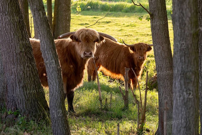 Artiodactyla, bos primigenius f. taurus, cattle, even-toed ungulate, highland cattle, kyloe, cloven-hoofed, cattle grazing, Scottish highland cattle, grazing, domesticated animals, extensive grazing, pet, highland cattle, mammals, cattle, mammals, mammals, pasture