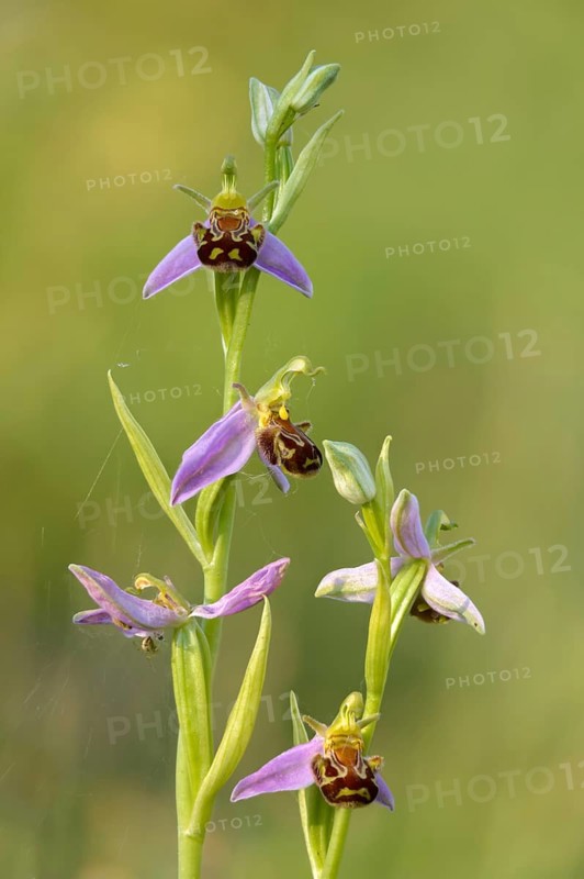 Bee ragwort, ophrys apifera, orchidaceae, orchids, orchid, bee orchid, flora, high size, vertical format, plants, plants