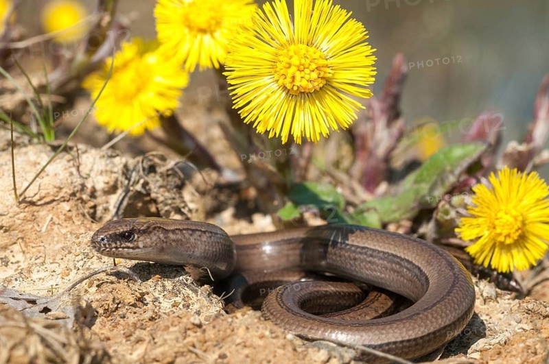 Anguis fragilis, slow worm, western slow worm, blindworm, critters, deaf adder, lizards, hazelworm, reptiles, lizards, long-cripple, reptilia, reptiles, slowworm
