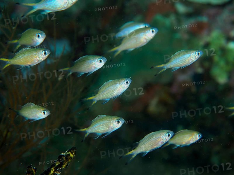 A small school of blue-green Green Chromis (Chromis viridis) swims in the bluish waters of a coral reef, at the Spice Reef dive site, Penyapangan, Bali, Indonesia