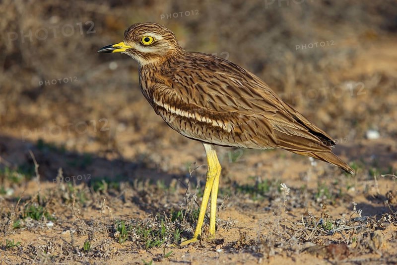 Curlew, Animals, Birds, (Burhinus oedicnemus), Biotope, Habitat, Foraging, Curlew family, Canary Islands, Lanzarote, Canary Islands, Spain
