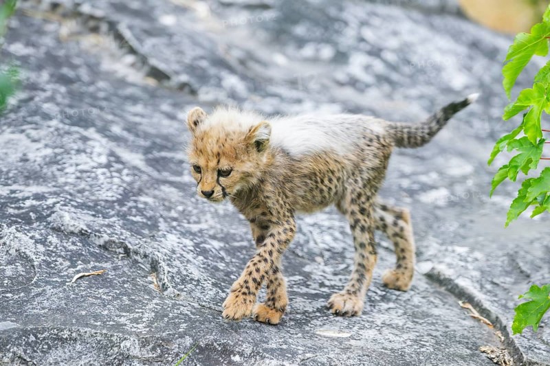 Cheetah (Acinonyx jubatus) youngster walking on a rock, captive, occurrence Africa