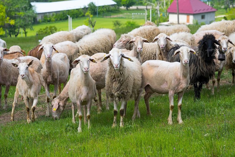 Flock of sheep standing curiously in a green field in rural surroundings, Trebujeni, Orhei district, Republic of Moldova, Moldova