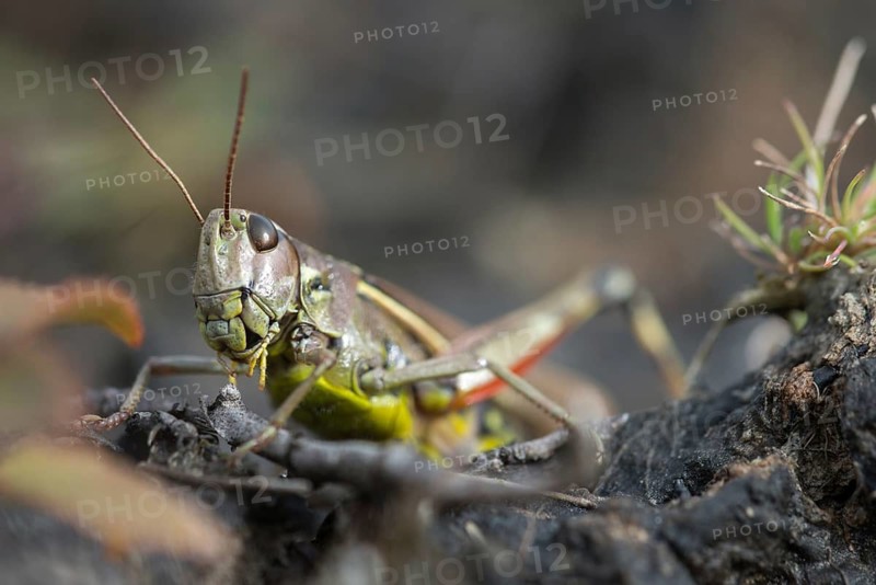 Acrididae, caelifera, grasshoppers, short-feeler scare, locustinae, mecostethus grossus, stethophyma grossum, swamp scare, grasshoppers, grasshoppers, insects, large marsh grasshopper