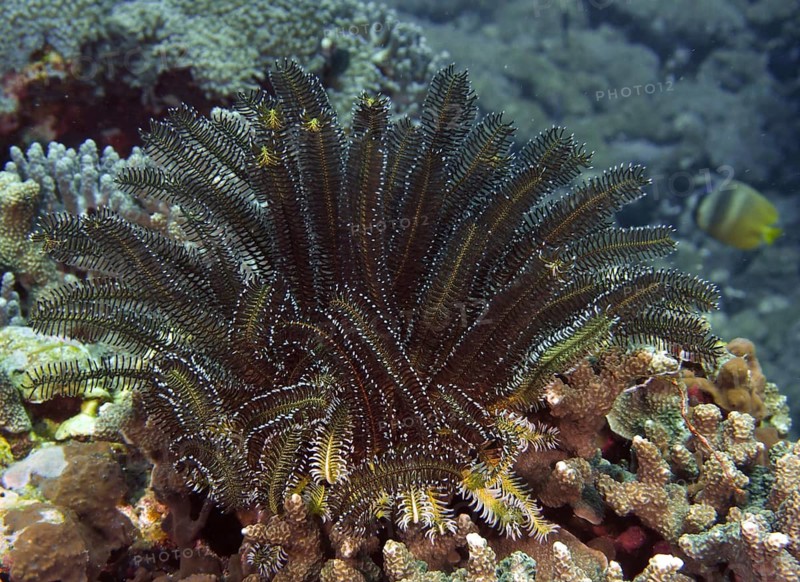 Bushy feather star (Comaster schlegelii) on a coral reef in a diverse underwater landscape, Toyapakeh dive site, Nusa Ceningan, Nusa Penida, Bali, Indonesia