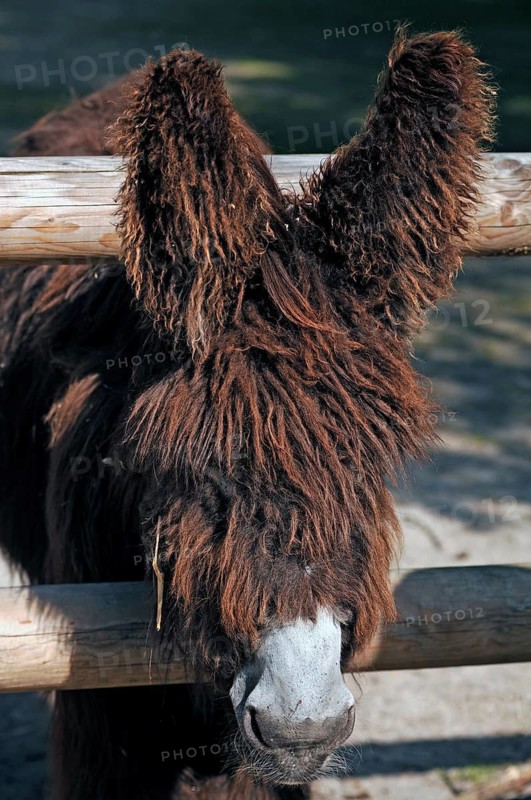 Poitou donkeys (named after the Poitou-Charentes region in western France) at the Tiergarten, Am Tiergarten 30, Nuremberg, Middle Franconia, Bavaria, Germany
