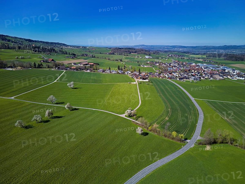 Blooming fruit trees behind the village, Auw, Freiamt, Canton Aargau, Switzerland