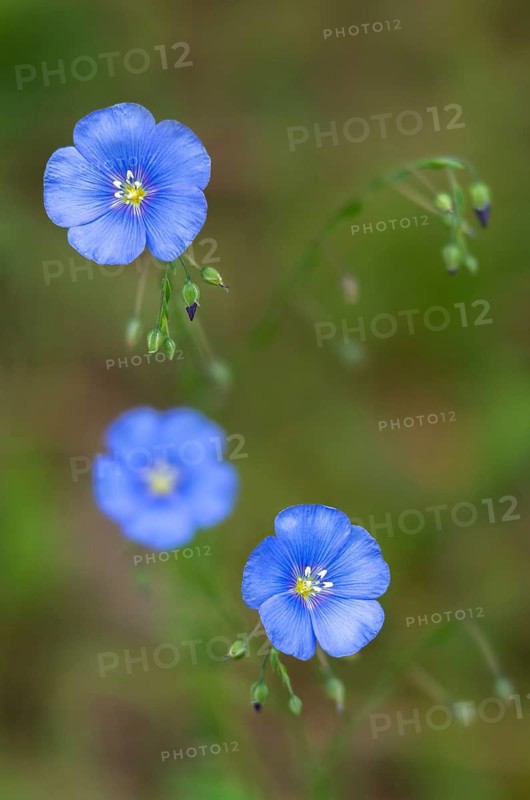 Asian flax, Austrian flax, linseed, linaceae, linum austriacum, flora, high size, portrait format, plants, Austrian flax, Austrian flax, Austrian flax