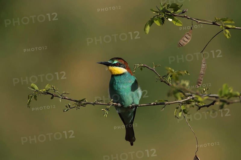 A bee-eater on a leafy twig, with a blurred background, bee-eater (Merops apiaster), Palatinate, Germany