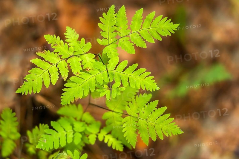 Dryopteridaceae, oak fern, gymnocarpium dryopteris, eyelash fern, woodsiaceae, worm fern, fern, flora, northern oak fern, oak fern, plants, western oakfern