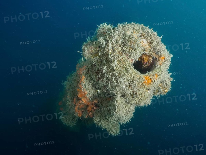 Cannon tube covered with algae in murky seawater. Giuseppe Dezza wreck dive site, Pula, Croatia, Mediterranean