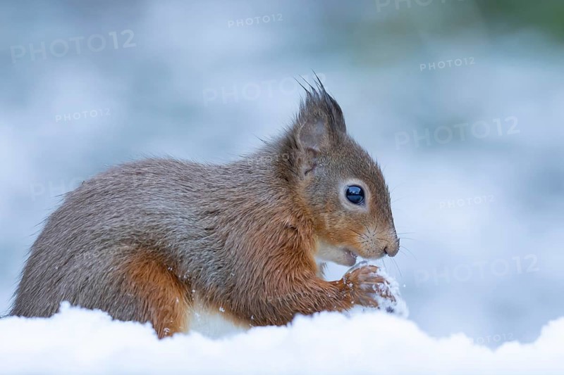 Red squirrel (Sciurus vulgaris) adult animal eating a nut in snow in winter, England, United Kingdom